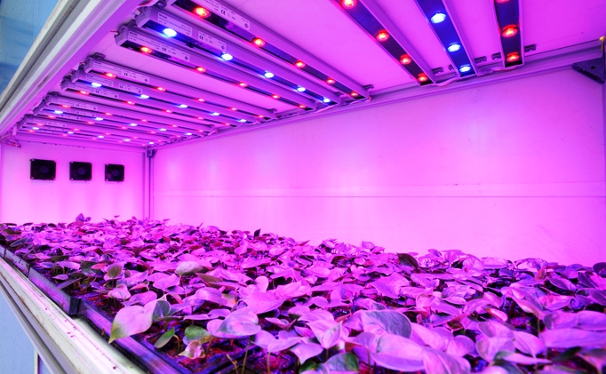 LED Grow Lights