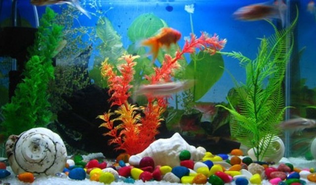 Fish Tank