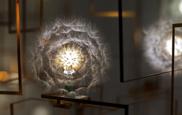 LED Dandelion Lights