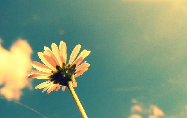 Summer, Sky And A Flower