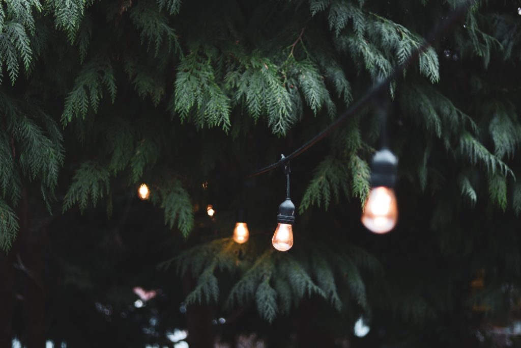 festoon in trees in the back garden